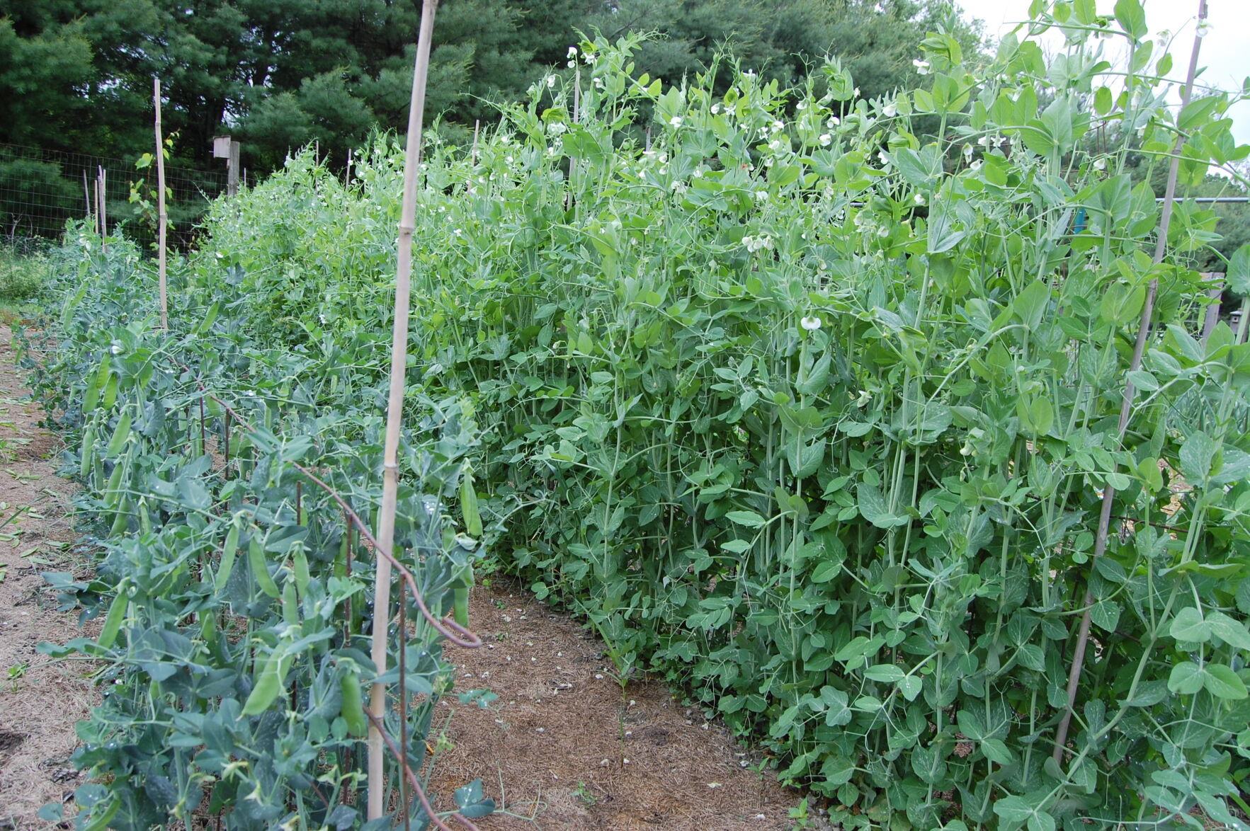 Pea plants